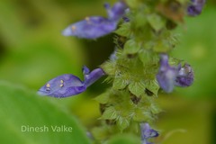 Plectranthus barbatus